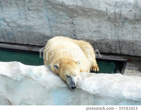 北極熊昏昏欲睡 35581023