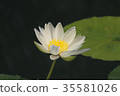 蓮花 35581026