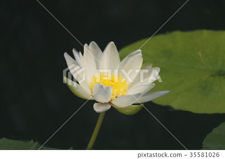 蓮花 蓮花 35581026