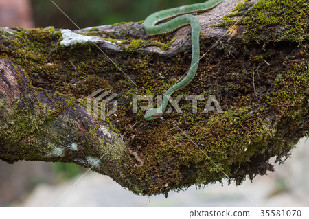 Pope's Green Pitviper snake Pope's Green Pitviper snake 35581070