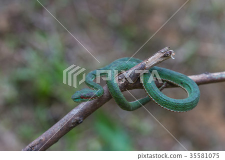 Pope's Green Pitviper snake 35581075