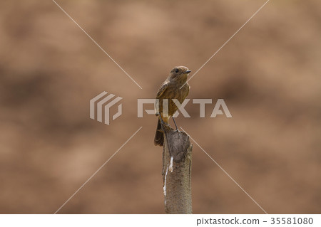 Female Pied Bushchat (Saxicola caprata ) Female Pied Bushchat (Saxicola caprata ) 35581080