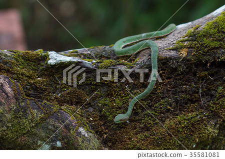 Pope's Green Pitviper snake 35581081