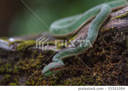Pope's Green Pitviper snake 35581084