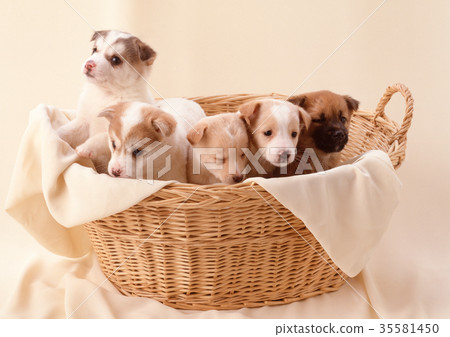 Mixed dog brothers Mixed dog brothers 35581450