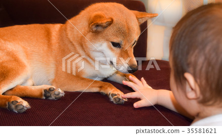 Hope Everyone Has A Good Day Shibainu Puppy