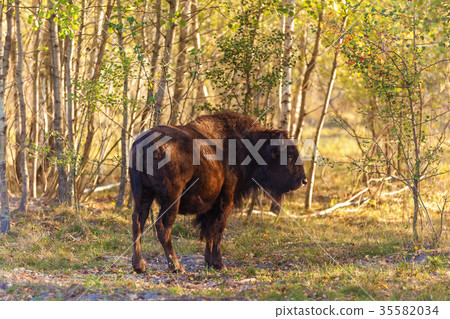 young bison in the forest 35582034