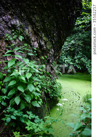 Beautiful plants in Hajokh Gorge, republic Adygea. 35582257