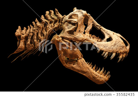 Skeleton of Tyrannosaurus rex ( T-rex ) 35582435