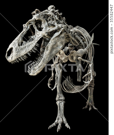 Tyrannosaurus Rex skeleton on isolated background 35582447