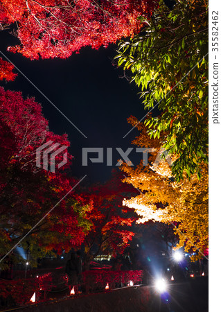 Autumnal leaves maple corridor Kawaguchiko 35582462