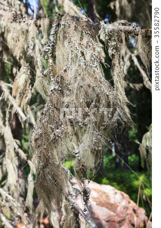 Beard moss hanging in spruce twig 35582790