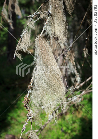 Beard moss hanging in spruce twig 35582792