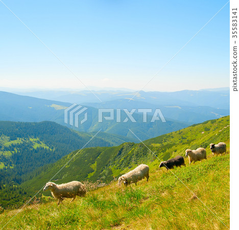 Sheeps hred in the mountains Sheeps hred in the mountains 35583141