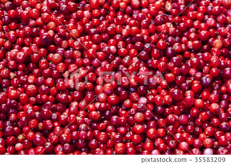 Background of raw organic red cranberries Background of raw organic red cranberries 35583209