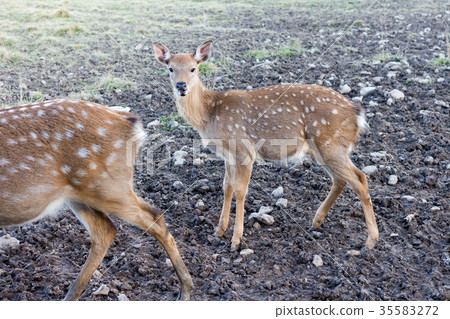 A young spotted deer close up A young spotted deer close up 35583272