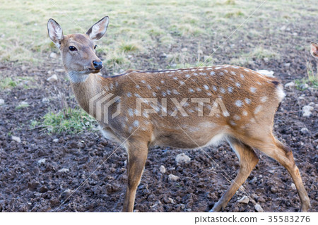 A young spotted deer close up A young spotted deer close up 35583276