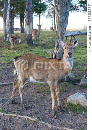 A young spotted deer close up 35583287