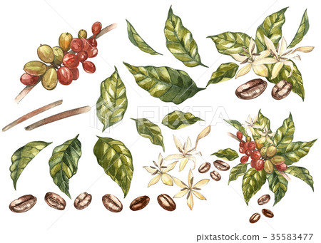 Set of Red coffee arabica beans on branch with - Stock Illustration ...