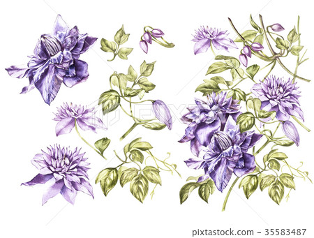 Set Illustration in watercolor of a clematis 35583487