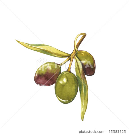 A branch of ripe green olives. Watercolor and - Stock Illustration ...