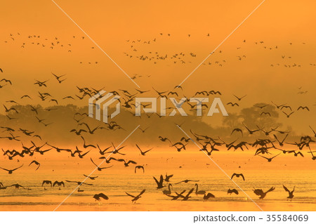 秋伊豆沼 35584069