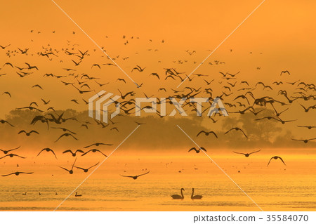 秋伊豆沼 秋伊豆沼 35584070