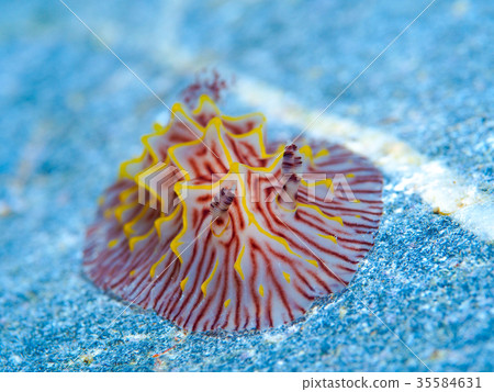 菠蘿海牛 菠蘿海牛 35584631