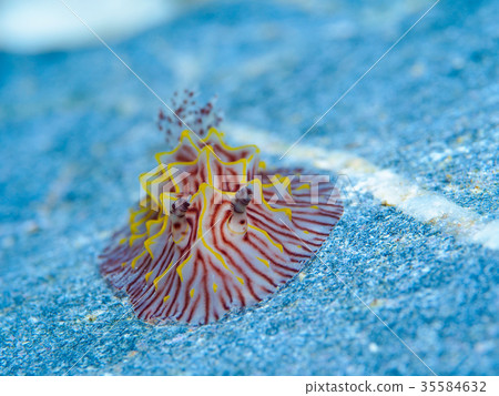 菠蘿海牛 菠蘿海牛 35584632