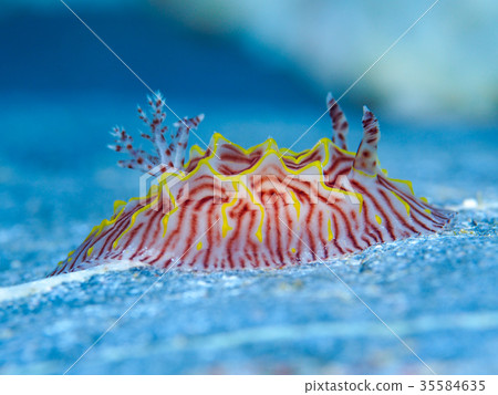 菠蘿海牛 菠蘿海牛 35584635