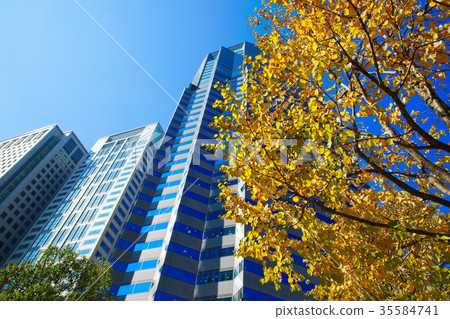 Autumn leaves Shinagawa Intercity and Shinagawa Grand Commons 35584741