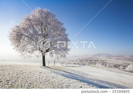 Snow and hoarfrost covered trees Snow and hoarfrost covered trees 35584805