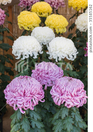 Chrysanthemum Flower Exhibition 35585162