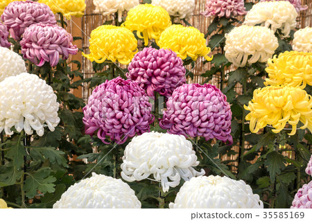 Chrysanthemum flower exhibition Chrysanthemum flower blooming vividly 35585169