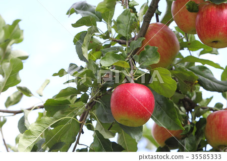 Apple (Sunlight) 35585333