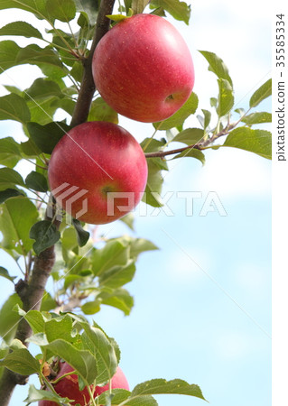 Apple (Shinano sweet) 35585334