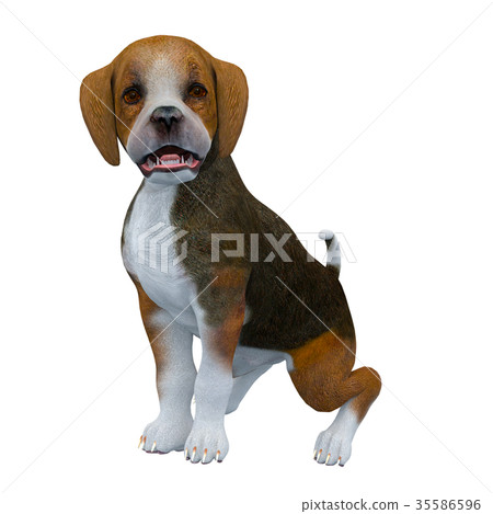 Beagle dog Beagle dog 35586596