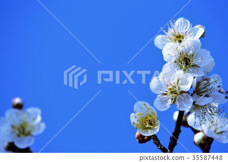 Blue sky and white plum Blue sky and white plum 35587448