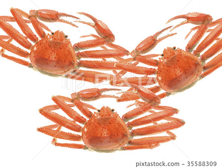 松葉蟹雪蟹 35588309