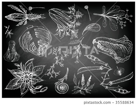 Hand Drawn of Leafy and Salad Vegetable Hand Drawn of Leafy and Salad Vegetable 35588634