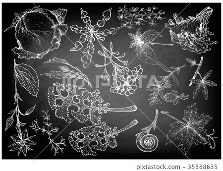 Hand Drawn of Leafy and Salad Vegetable Hand Drawn of Leafy and Salad Vegetable 35588635