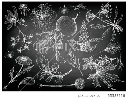 Hand Drawn of Leafy and Salad Vegetable 35588636