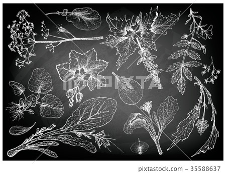 Hand Drawn of Leafy and Salad Vegetable 35588637