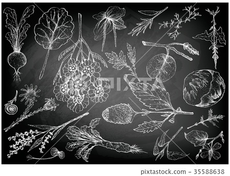 Hand Drawn of Leafy and Salad Vegetable 35588638