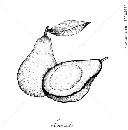 Fresh Green Avocados on White Background Fresh Green Avocados on White Background 35588651