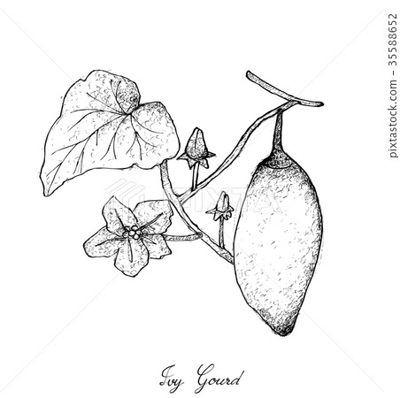 Hand Drawn of Coccinia Grandis Fruits or Ivy Gourd Hand Drawn of Coccinia Grandis Fruits or Ivy Gourd 35588652
