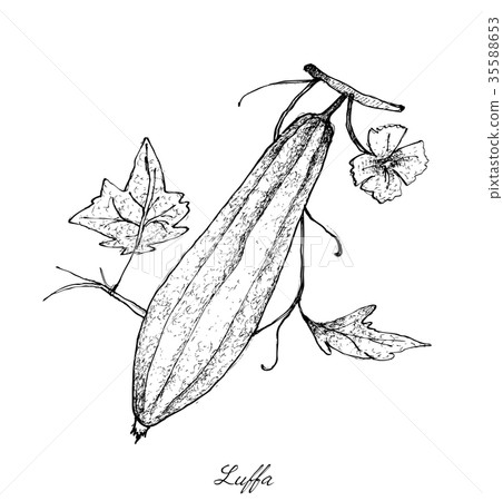 Hand Drawn of Fresh Green Ridged Gorud 35588653