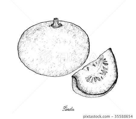 Hand Drawn of Fresh Figs in White Background Hand Drawn of Fresh Figs in White Background 35588654