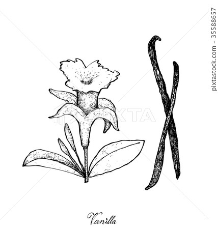 Hand Drawn of Vanilla Flower and Pods Hand Drawn of Vanilla Flower and Pods 35588657