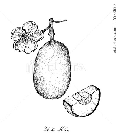 Hand Drawn of Winter Melon Plants with Fruit 35588659